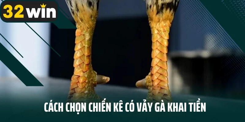 Cách chọn chiến kê có vảy gà khai tiền