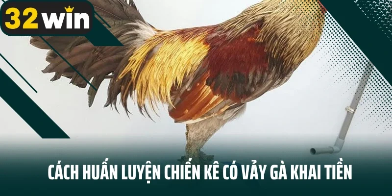 Cách huấn luyện chiến kê có vảy gà khai tiền