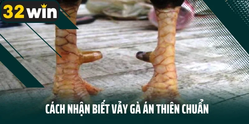 Cách nhận biết vảy gà án thiên chuẩn
