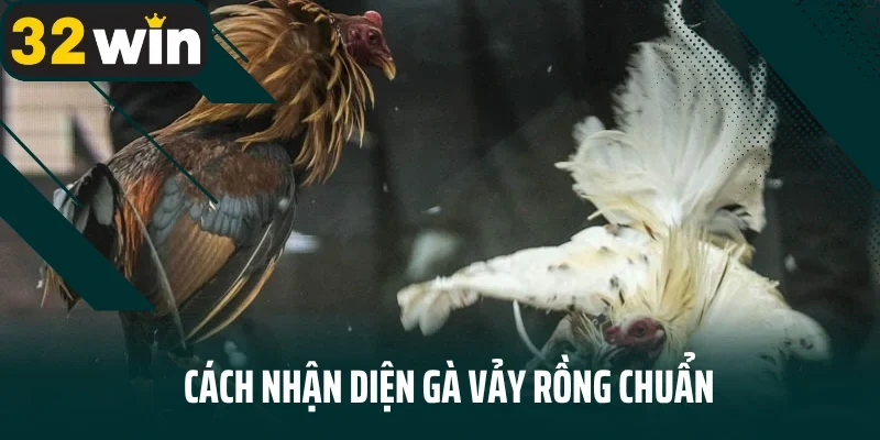 Cách nhận diện gà vảy rồng chuẩn