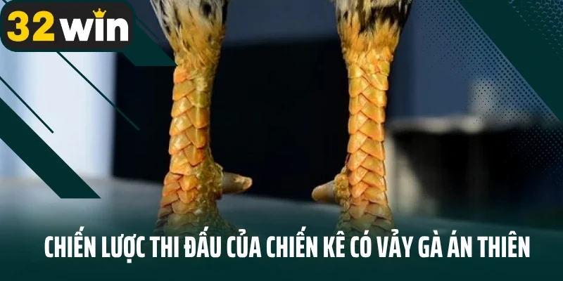 Chiến lược thi đấu của chiến kê có vảy gà án thiên