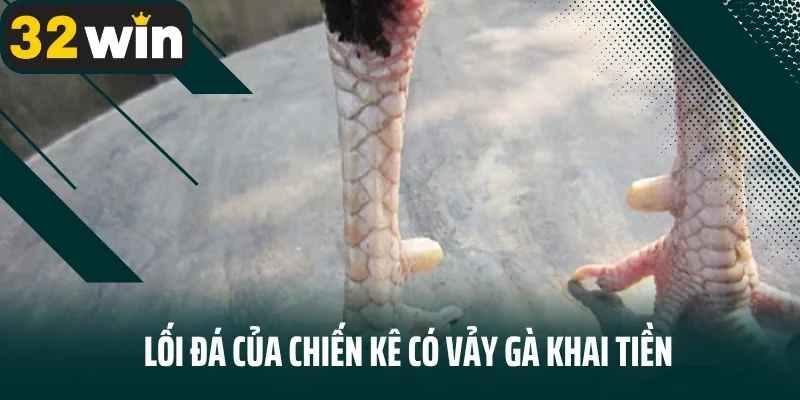Lối đá của chiến kê có vảy gà khai tiền