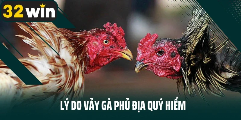 Lý do vảy gà phủ địa quý hiếm