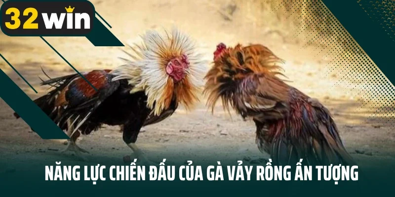 Năng lực chiến đấu của gà vảy rồng ấn tượng 