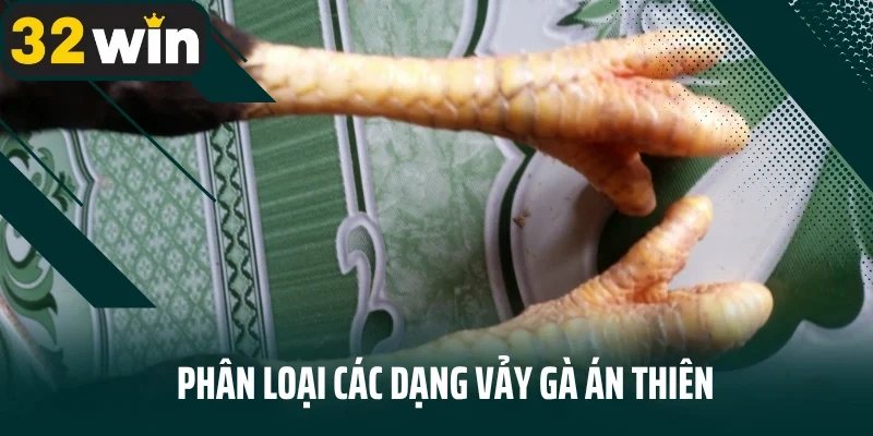 Phân loại các dạng vảy gà án thiên