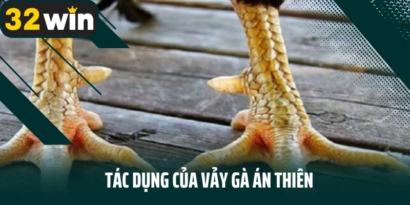 Tác dụng của vảy gà án thiên