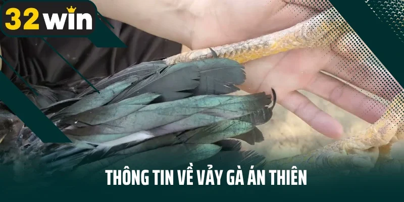 Thông tin về vảy gà án thiên