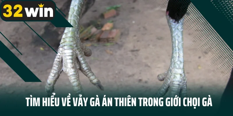 Vảy Gà Án Thiên